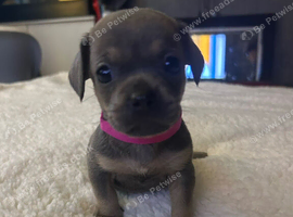6 puppies ready from 24th October