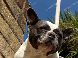 Female French Bulldog