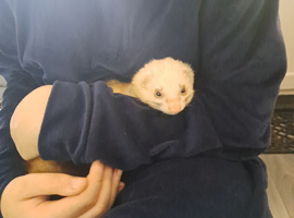 Friendly ferret