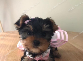 Tan/Black yorkshire terrier girl puppie