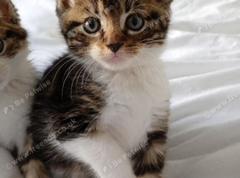 Adorable tabby boy kitten ready now.