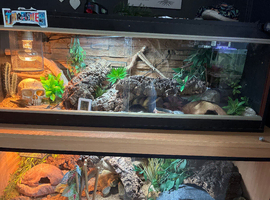 Leopard gecko full set up