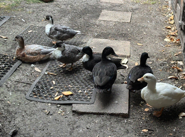 Call ducks for sale