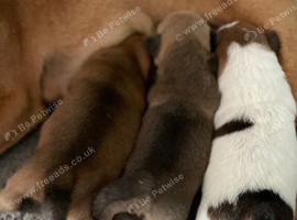 Beautiful jack Russell