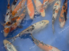 Pond closure - koi carp