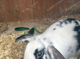 Mini lop babies