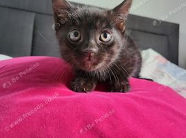 Beautiful little kitten girl