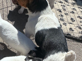 Stunning litter of jackrussel puppies