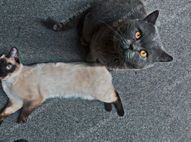 Cat for sale: mex between Siamese and British Shorthair
