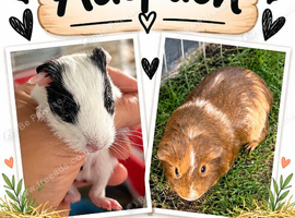 pair of bonded boar guinea pigs for adoption