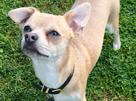 9 Month Old Male Chihuahua Puppy