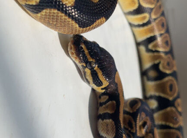 Four ball pythons new home/s