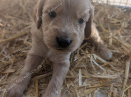 Sprockerpoo Puppies