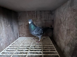 Racing pigeons for sale