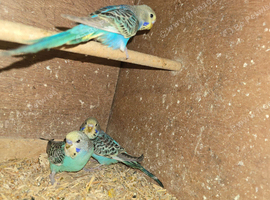Baby Budgies