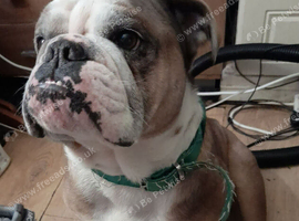 English bulldog for sale for stud and pet needs plenty of walks and garden all papers 5 year old genuine loyal dog
