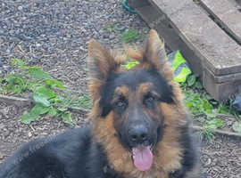 KC REG GERMAN SHEPHERD STUD