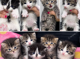 5 Pure Siberian Kittens &ndash; 1 Reserved