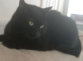cat for rehoming