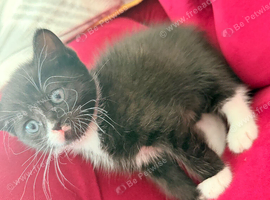Stunning, Playful Female Kitten Ready For Her Forever Home