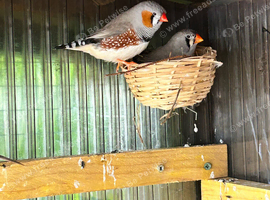 Exhibition zebra Finches