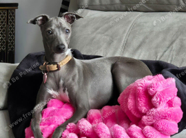 ITALIAN GREYHOUND FEMALE 6 MONTHS OLD