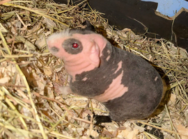 Skinny pigs. Boys and girls. Dalmatian girl.