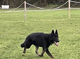 Bi colour German Shepherd male