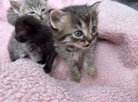 Beautiful & friendly kittens