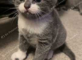 2 grey kittens
