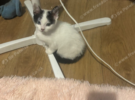 Cute kittens looking for forever homes