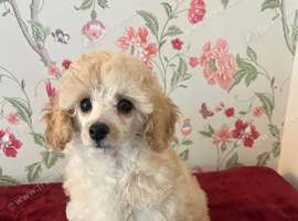 Extensively Health Tested kc toy poodle puppies