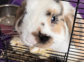 Rabbit