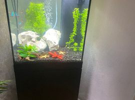 Fish tank tropical