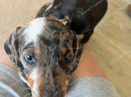 Miniature dachshunds