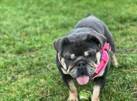 KC reg 2 year old bulldog