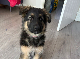 10 week old german shepherd puppies