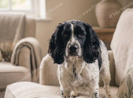 Cocker spaniel