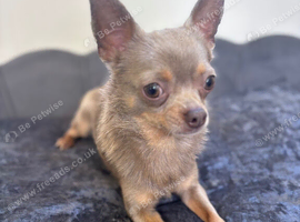 KC Adult Lilac Stud Boy for rehoming