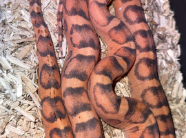 Female adult scaleless corn snake