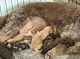 Cockapoo Puppies
