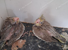 Cockatils