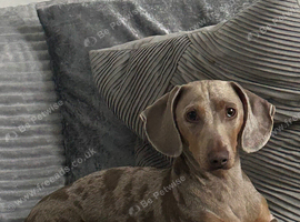 Standard dachshund