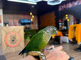 Super tame and talking conure