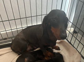 Mini dachshund boys