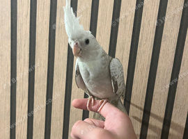 Super silly tamed Cockateil