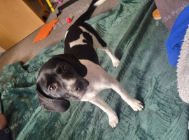 female springer spaniel