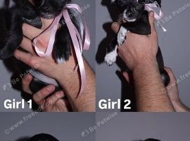 4 Jackapoo Puppies