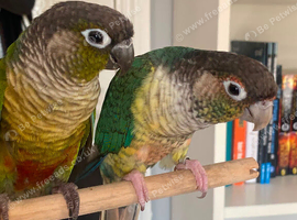 Conure tamed