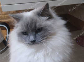 ragdoll